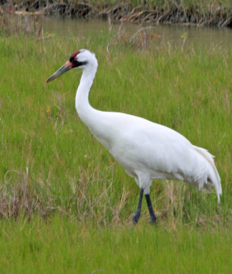 Whooping Crane 1