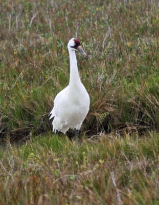 Whooping Crane 2