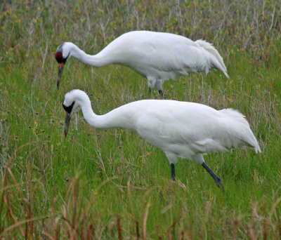 Whooping Crane Joint Hunting Expedition