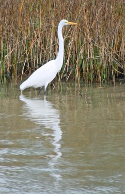 Egret by the bank