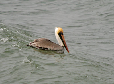 Brown Pelican