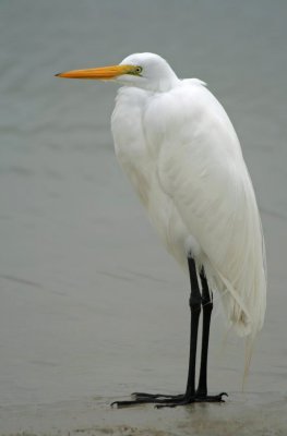 Great Egret Photoshopped