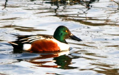 Northern Shoveler