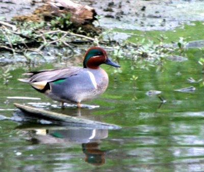 Green-Winged Teal