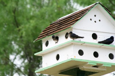 Purple Martin House