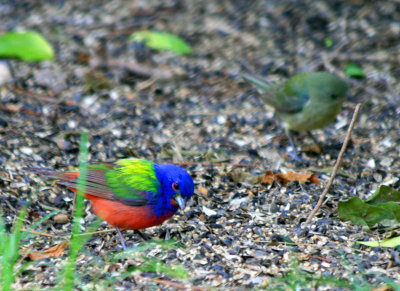 Painted Buntings (male and female)
