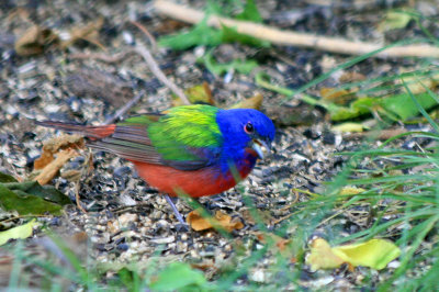 Painted Bunting (male) 1