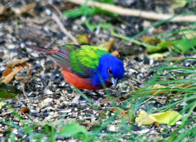 Painted Bunting (male) 2