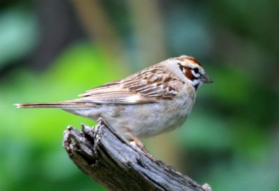 Lark Sparrow 2