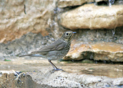 Swainsons Thrush