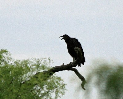 Black Vulture