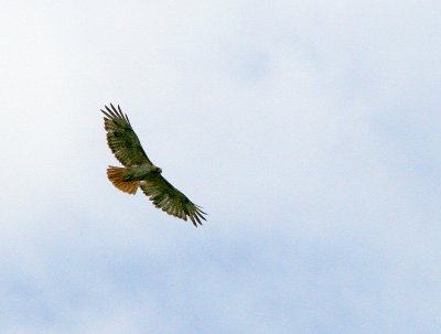 Red-tailed Hawk 1