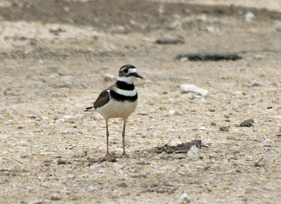 Killdeer