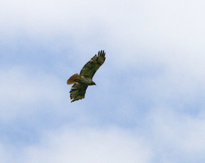 Red-tailed Hawk 2