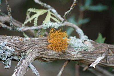 Lichens on a tree