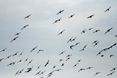 Ducks on the Wing