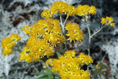 Dusty Miller