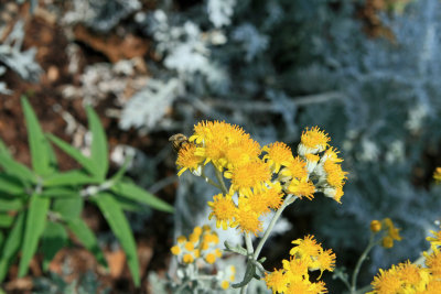 Dusty Miller with Bee
