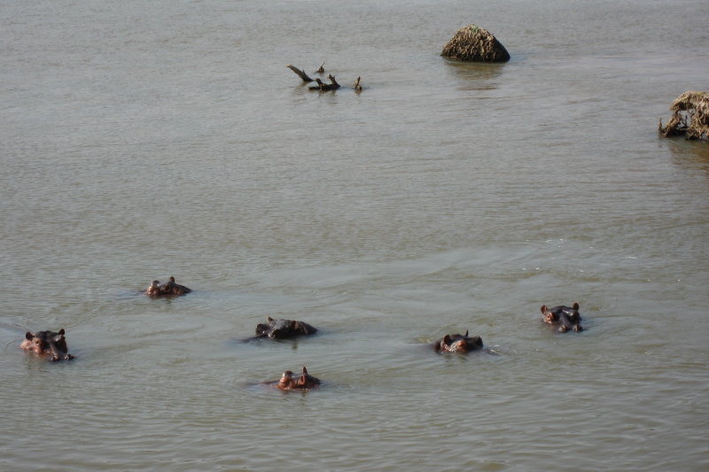 A small pod of Hippopotomuses