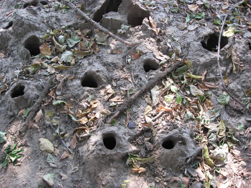 Old mongoose den in termite mound..