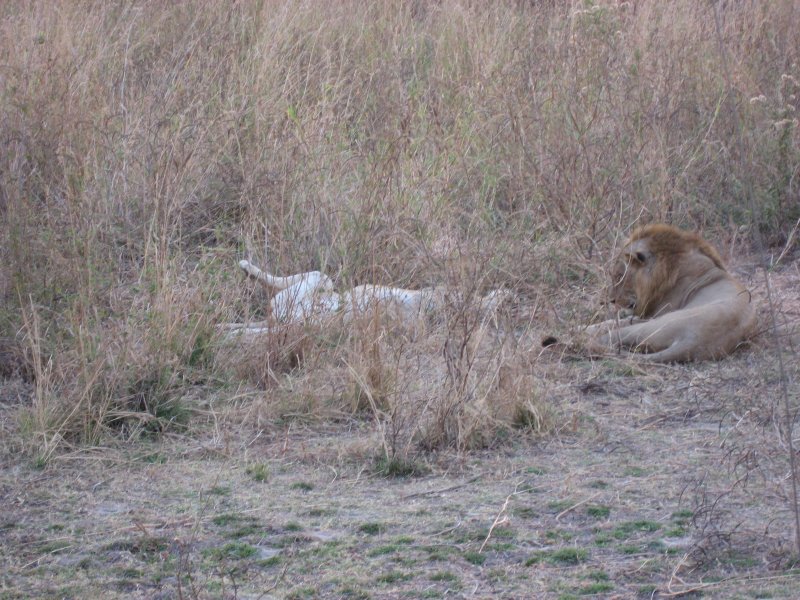 Lions Mating