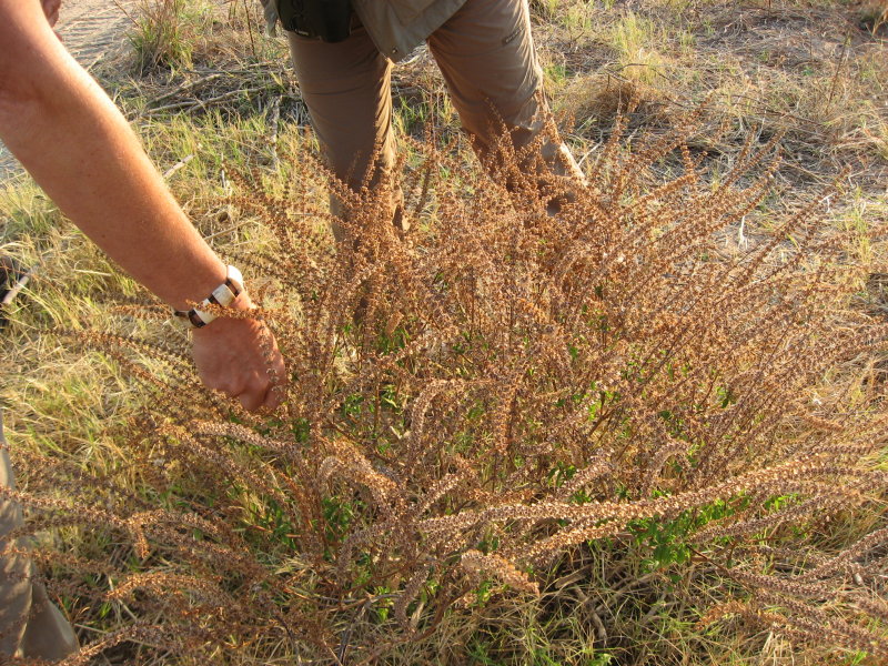 Wild African Lavender