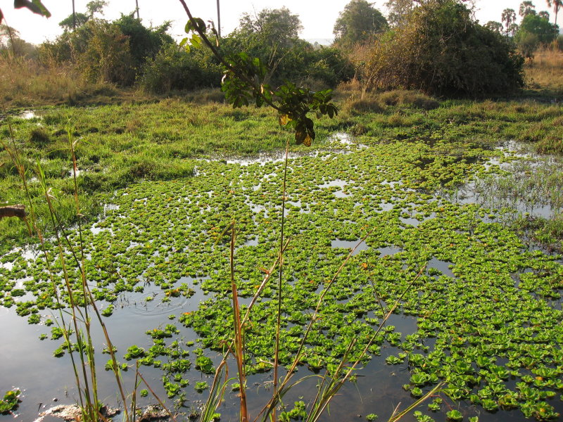 Kuyendas near by water hole..