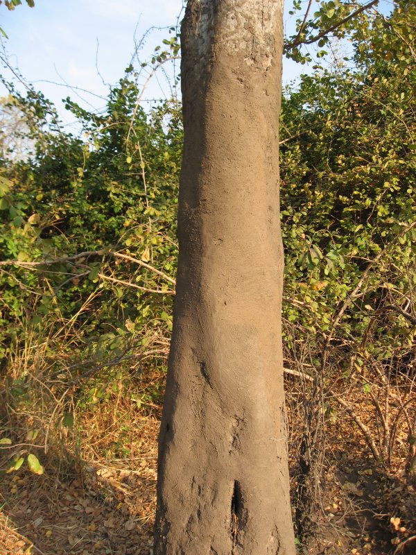 Rubbing Tree