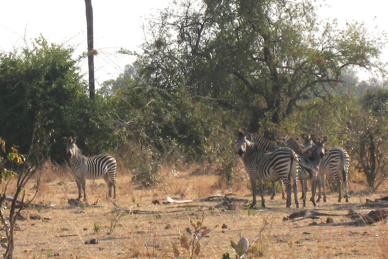 Zebra