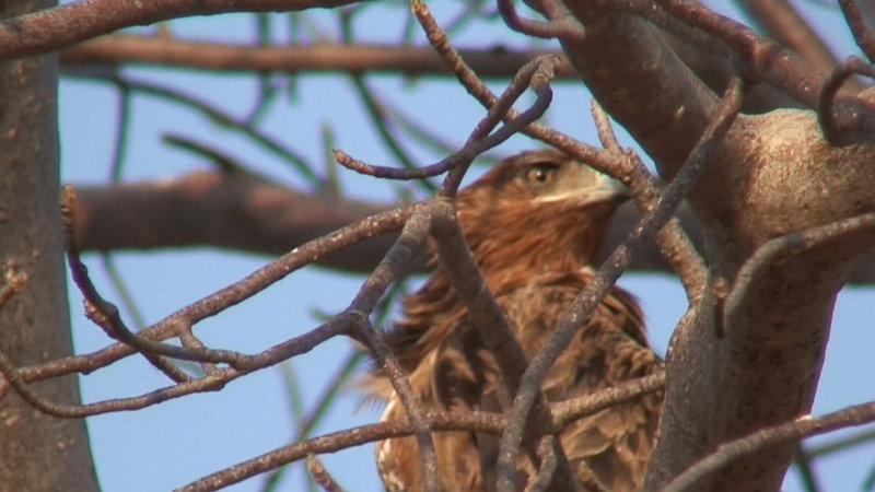 Juvenile Bateleur