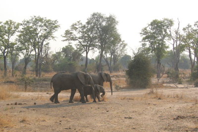 Elephants on the move.