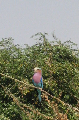 Closer shot of a lilac breasted roller.