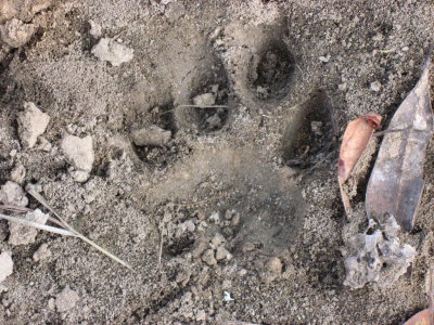 lion tracks