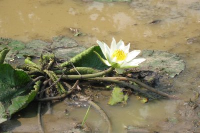 a lotus in bloom