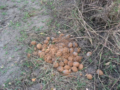 Vegetable Ivory (nuts without its hard outer shell) found in elephant dung..