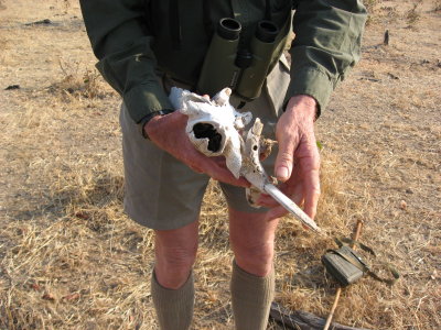 Phil holding a warthog scull