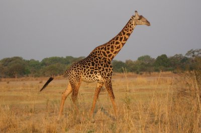 a giraffe on the run