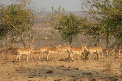 Impala in morning sunlight