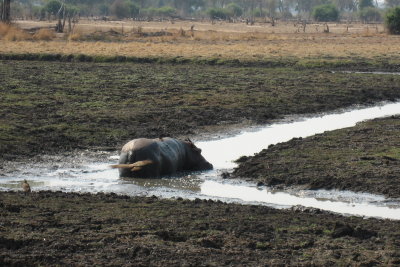 Lone hippo in a small river