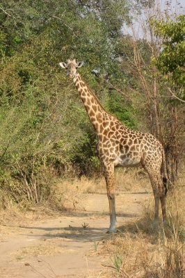 Giraffe in the road!