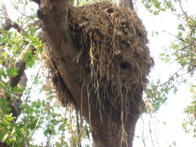 Buffulo Weavers' community nest