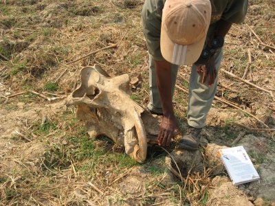 Hippo Skull