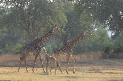 Beautiful Giraffes