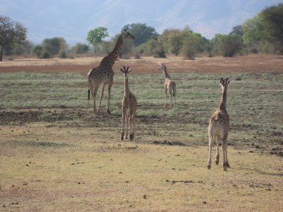 Giraffe on a flood plain