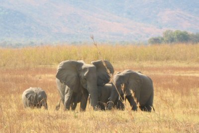 Elephants grazing on the golden grasses