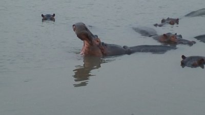 Small pod of hippos