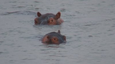Hippos Relaxing