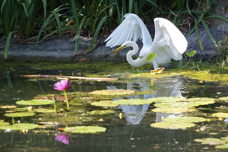 Great Egret