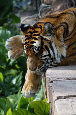 Tiger resting