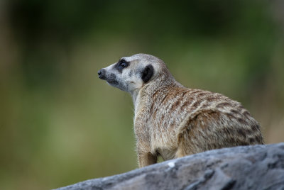 Meercat